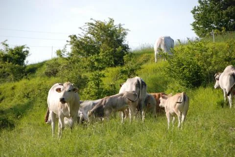 Cows grazing Stock Photos