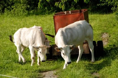 Cows grazing Stock Photos