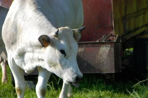 Cows grazing Foto stock
