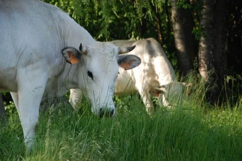 Cows grazing Stock-Fotos