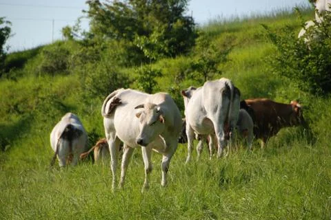 Cows grazing Stock Photos