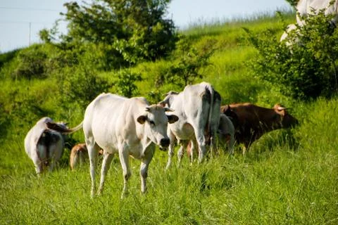 Cows grazing Stock-Fotos