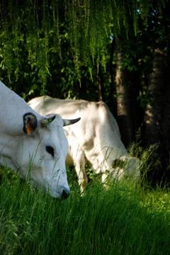 Cows grazing Stock-Fotos