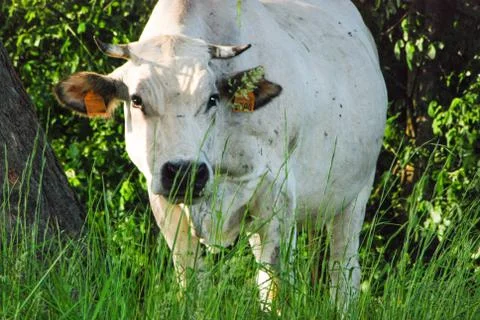 Cows grazing Stock Photos
