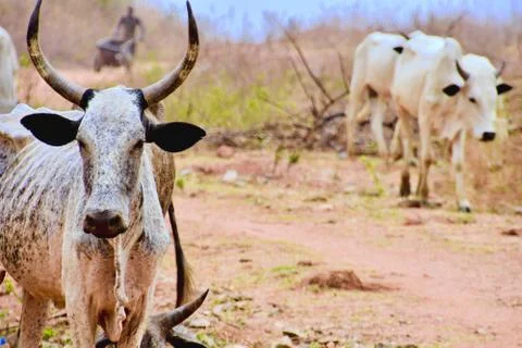 Cows grazing Foto stock