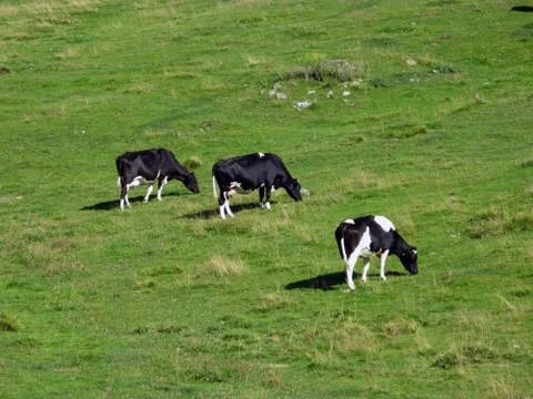 Cows grazing Stock Photos