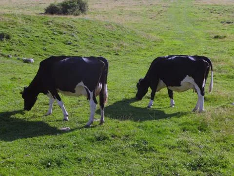Cows grazing Stock Photos