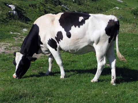 Cows grazing Stock Photos