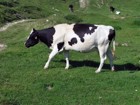 Cows grazing Stock Photos