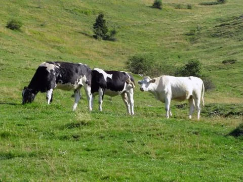 Cows grazing Foto stock