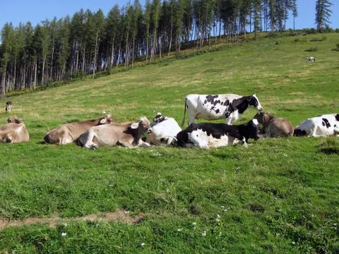 Cows grazing Stock Photos