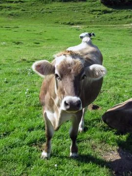 Cows grazing Stock Photos