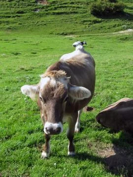 Cows grazing Stock Photos