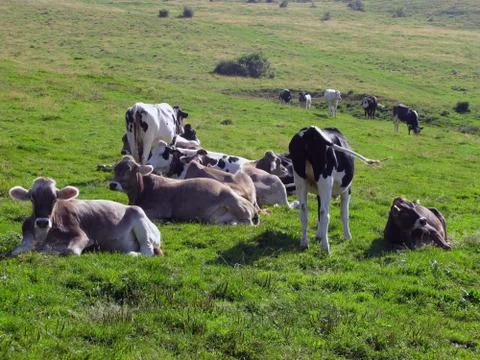 Cows grazing Stock Photos