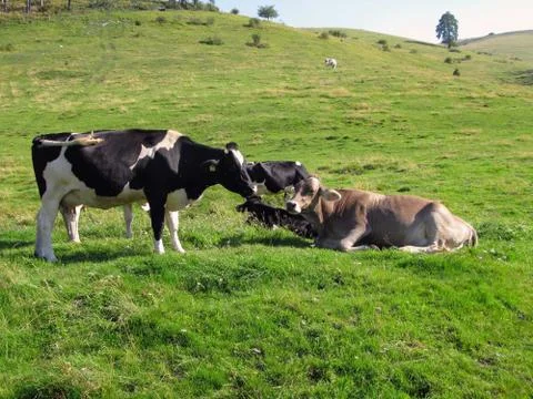 Cows grazing Stock Photos