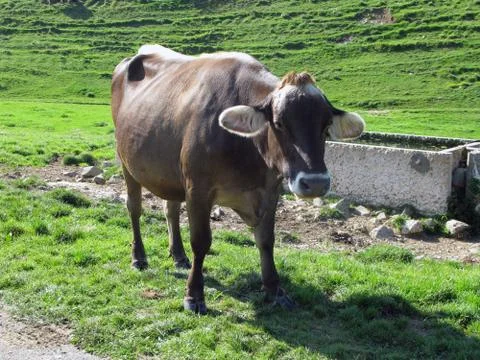 Cows grazing Stock Photos