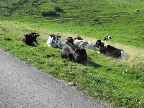 Cows grazing Stock Photos