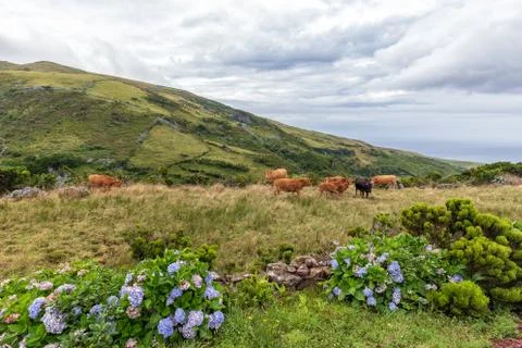 Cows grazing Stock Photos
