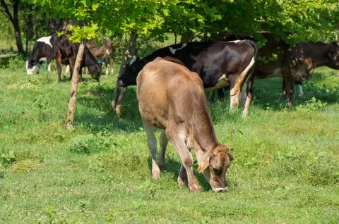 Cows on grazing Stock Photos