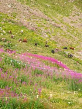 Cows Grazing Stock Photos