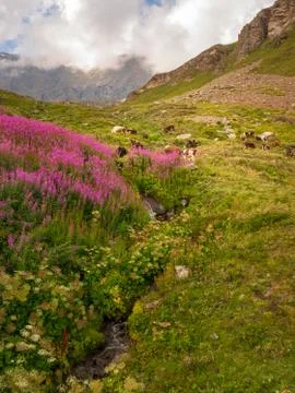 Cows Grazing Stock Photos