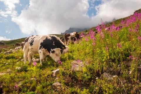 Cows Grazing Stock Photos