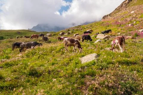 Cows Grazing Stock Photos