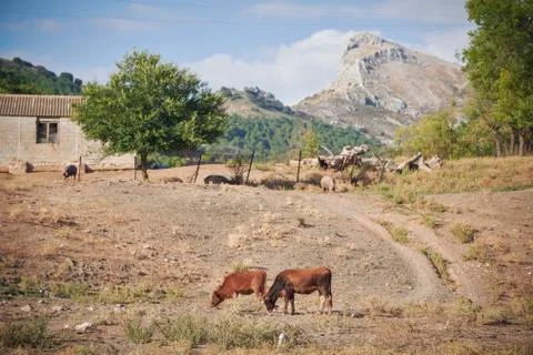 Cows grazing Stock Photos