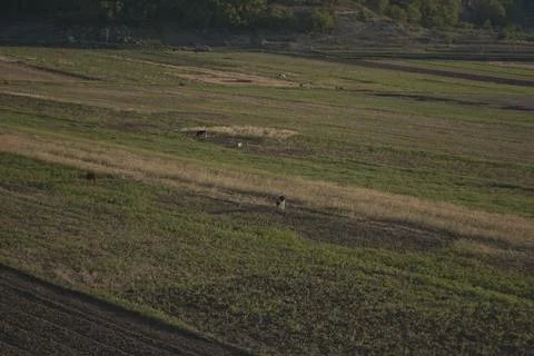 Cows grazing Foto stock