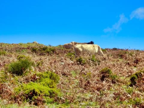 Cows Grazing. Stock Photos