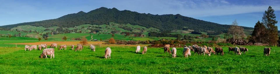 Cows grazing Stock Photos