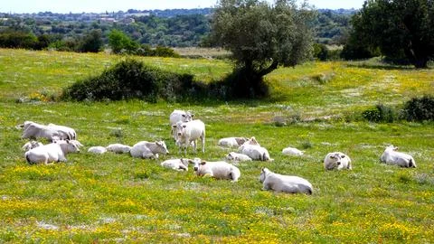 Cows grazing Stock Photos