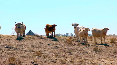Cows grazing on a plain. Stock Footage 63365455