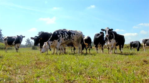 Cows grazing on a plain. Stock Footage 63366641