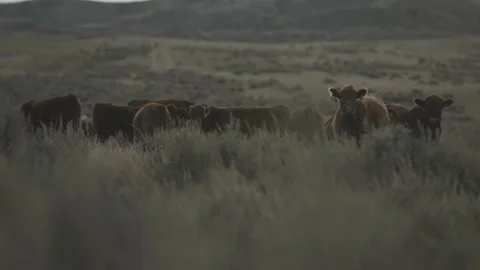 Cows grazing on public lands Stock Footage 194164807