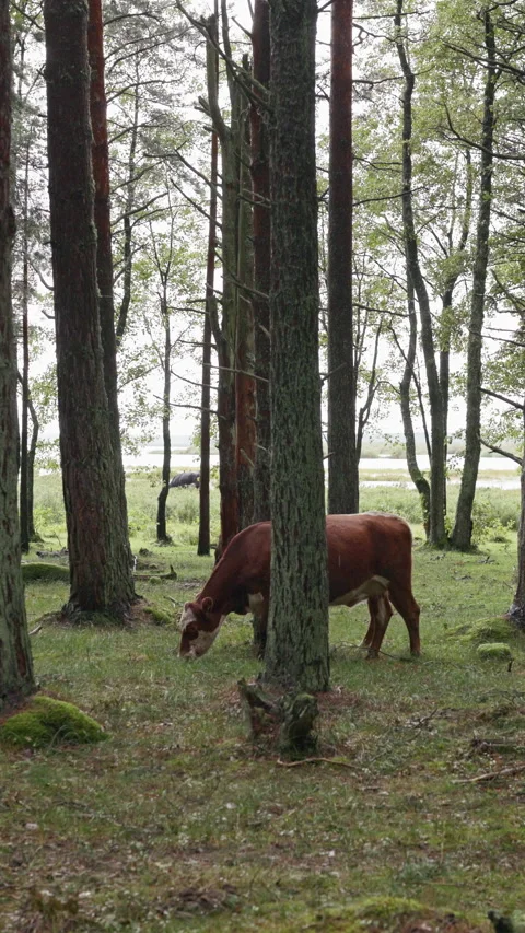 Cows grazing in quiet forest clearing near lakeside with tall trees and natural Stock Footage 344773789