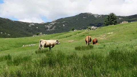 Cows grazing quietly in the high mountain field, Guadarrama Madrid. Stock Footage 197127539
