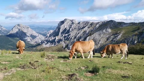 Cows grazing quietly in the meadows of Urkiola Stock Footage 139731853