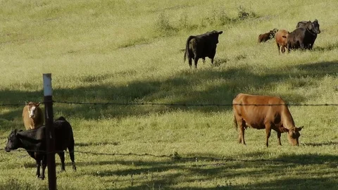 Cows Grazing on Ranch Stock Footage 75893410