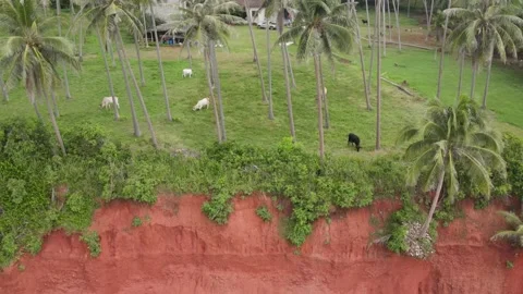 Cows grazing on the red cliff surrounded by palm trees. Video stock 204070151
