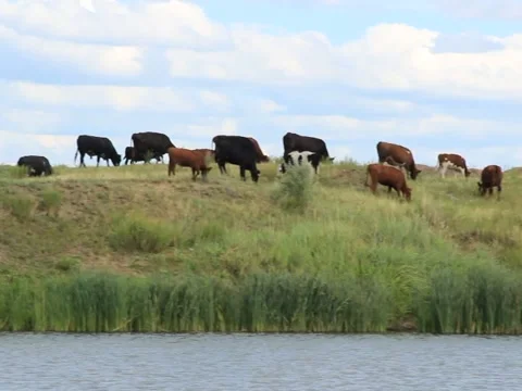 Cows grazing on the river bank Stock Footage 41497400