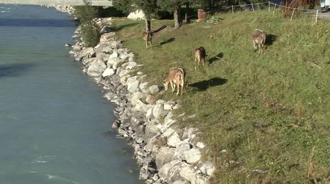 Cows Grazing at a River Stock-Footage 1071378