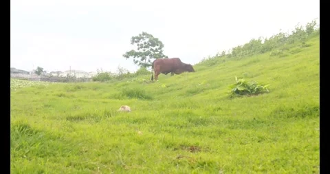 Cows grazing by the roadside Stock Footage 310047120