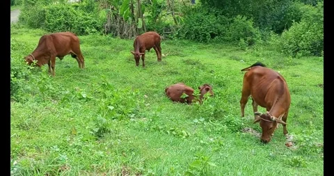 Cows grazing by the roadside Stock Footage 310048933