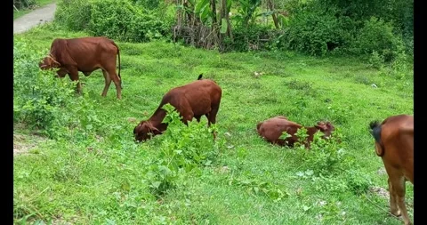Cows grazing by the roadside Stock Footage 310049049