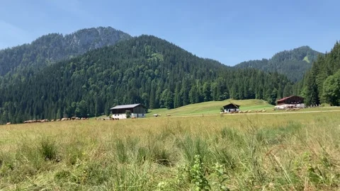 Cows grazing at Roetelmoos Alm alpine pasture in the Chiemgau alps Stock Footage 246424185
