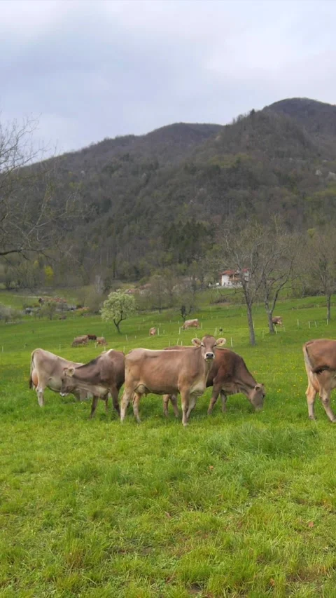Cows grazing in rural pasture in spring, vertical slow motion forward dolly shot Stock Footage 333052760