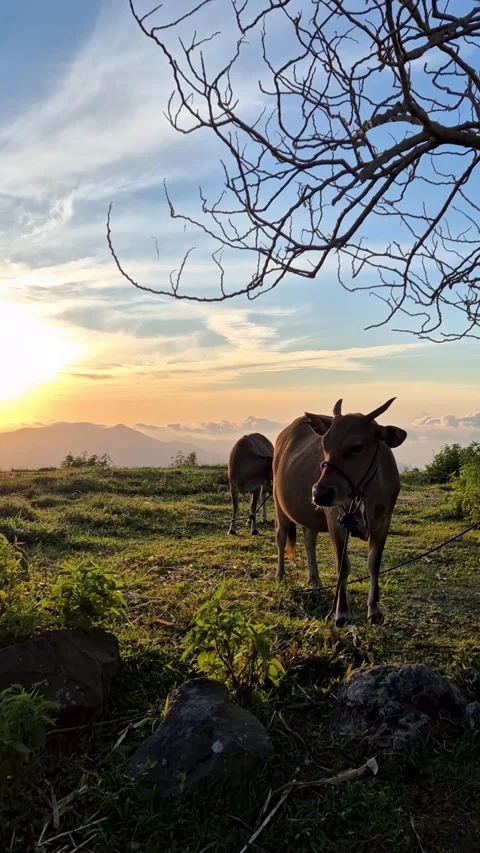Cows grazing on a scenic mountain hil Stock Footage 345873219