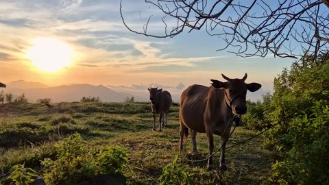 Cows grazing on a scenic mountain hil Stock Footage 345873277