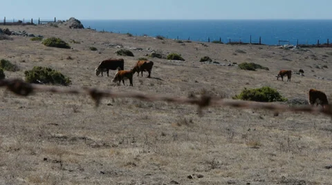 Cows Grazing by the Sea Stock-Footage 30487089